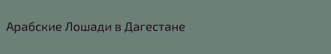 Арабские Лошади в Дагестане